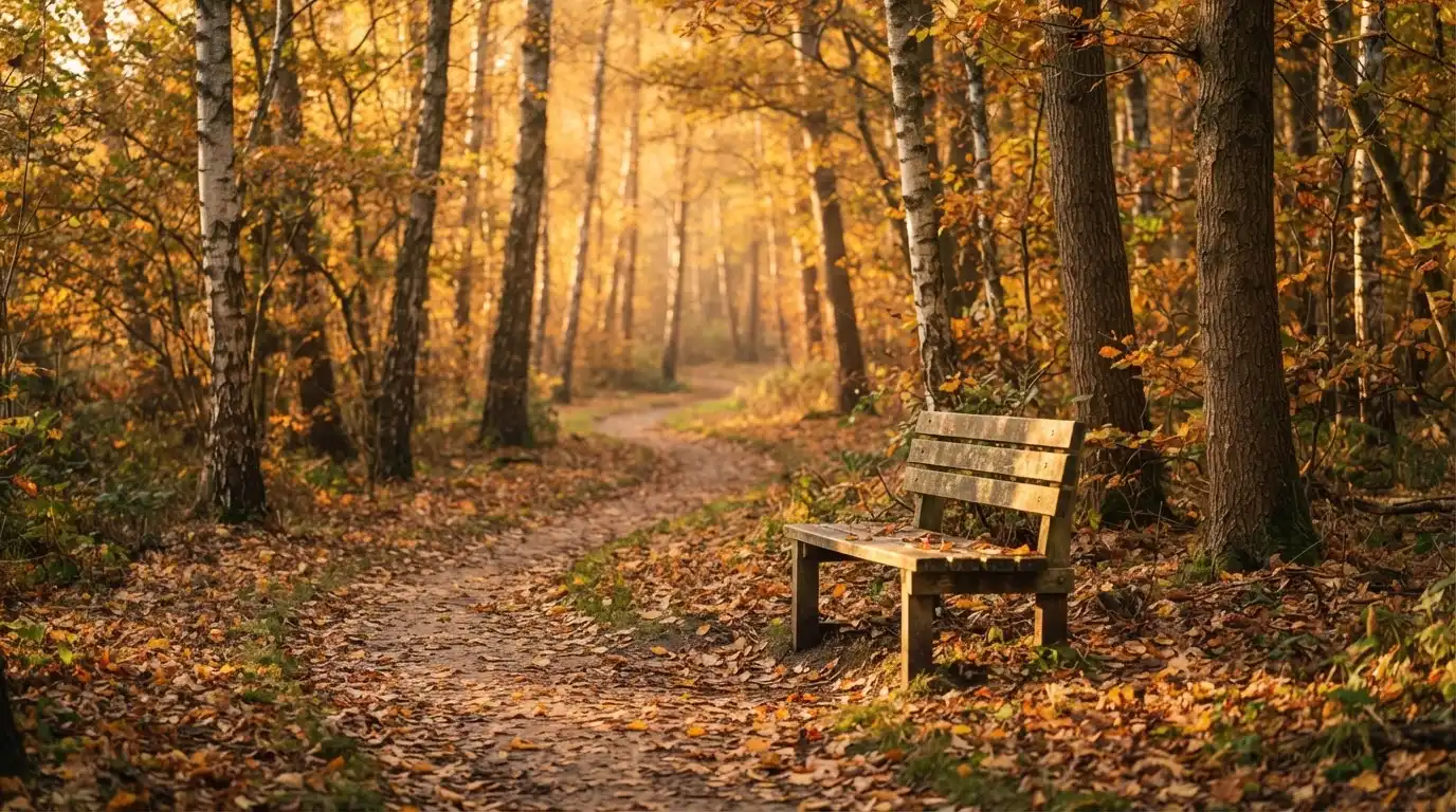 Ein Wanderweg führt im Herbstlicht durch einen ruhigen Laubwald, eine Holzbank steht am Wegrand.